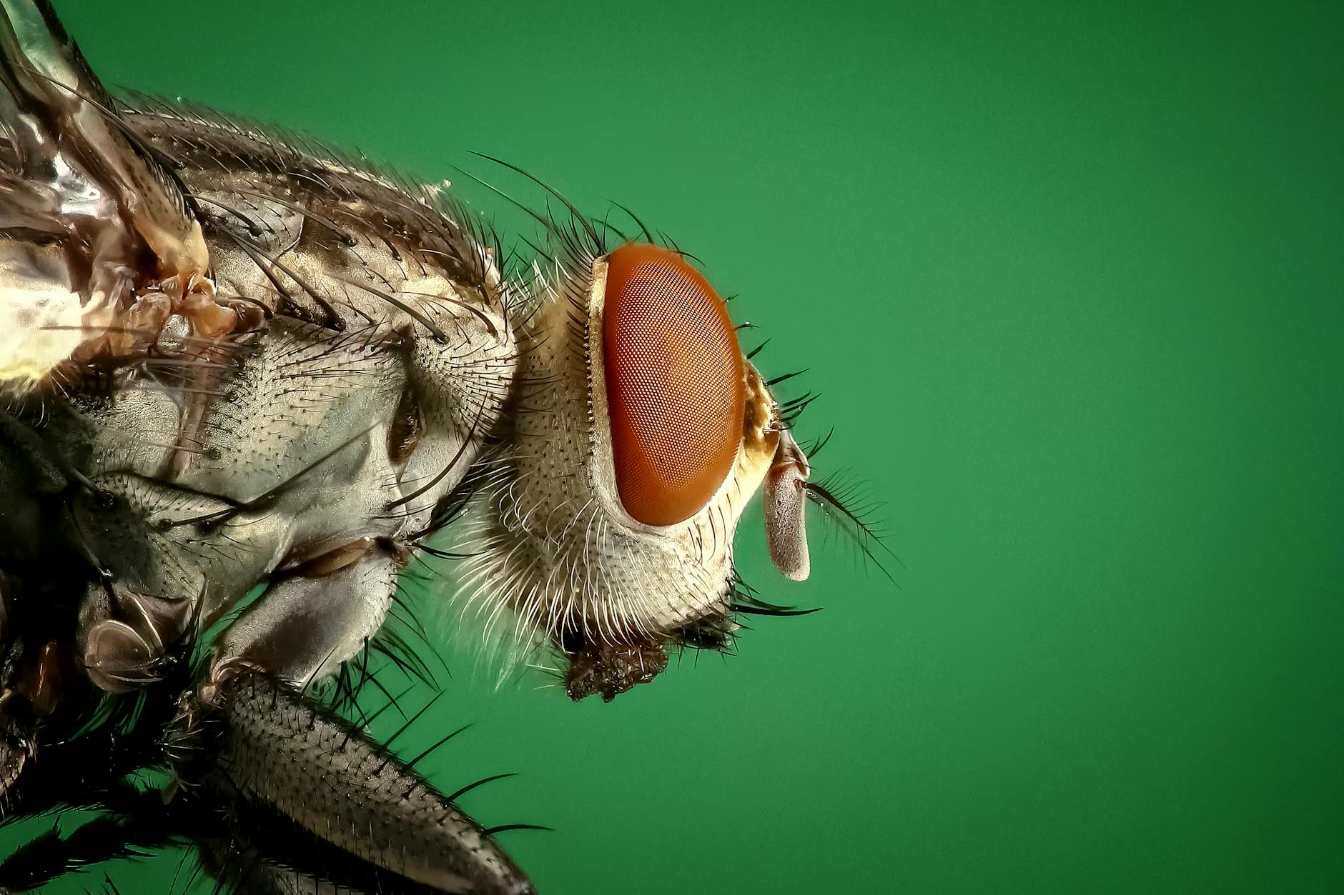 macro photography of brown and black fly